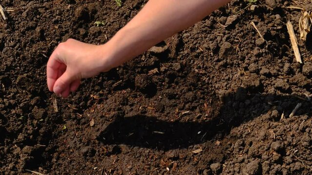 a woman sows seeds in a vegetable garden. Selective focus.