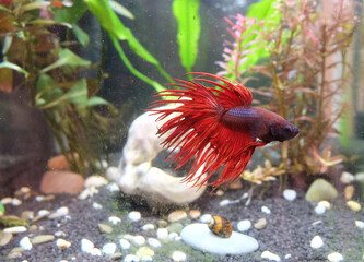 Betta fish, crown-tailed with red fins in an aquarium near a cave, selective focus, horizontal orientation.