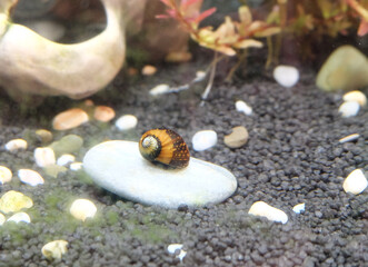 Neritina variegated snail lies on a stone in an aquarium, selective focus, horizontal orientation. - 686355955