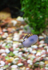 Aquarium snail Asolene spixi crawls along the glass in an aquarium, selective focus, vertical orientation. - 686355956