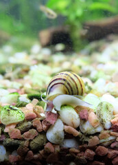 Aquarium snail Asolene spixi crawls along the ground in an aquarium, selective focus, vertical orientation. - 686355957