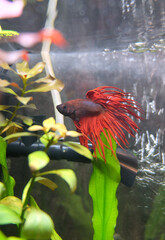 Betta fish, crown-tailed with red fins in an aquarium among aquatic plants, selective focus, vertical orientation - 686355964