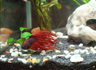 Betta fish, crown-tailed with red fins in an aquarium near the bottom, selective focus, horizontal orientation.