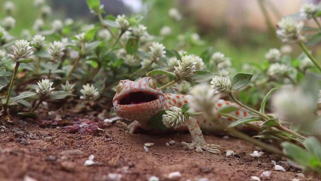 Gekko gecko on the grass waiting for insects to land