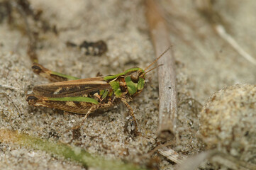 Natural closeup on the mottled grasshopper. Myrmeleotettix maculatus sitting on the ground