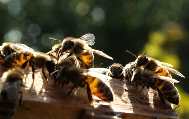 Over an open hive in the evening.
The photo was taken against sunlight. The abdomens of some bees are illuminated by evening sunlight. The beauty is complemented by the blurred movements of the wings.