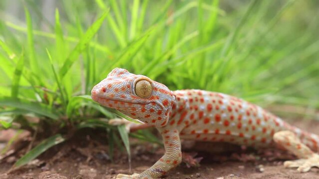 Gekko gecko on the grass waiting for insects to land