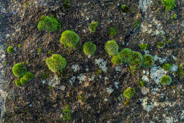 Old stones covered with green moss