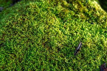 Green moss in the fall forest. Lush moss growing on a rock in the forest.