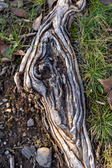 Protruding tree root with beautiful pattern. tree texture background 