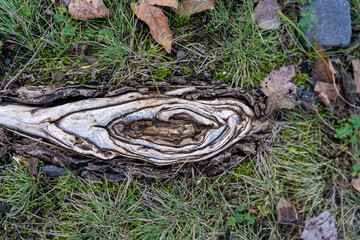 Protruding tree root with beautiful pattern. tree texture background 