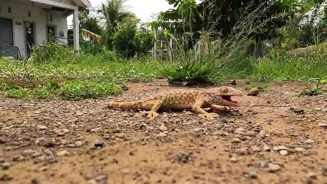 Gekko gecko walks on the ground during the day moving from house to house