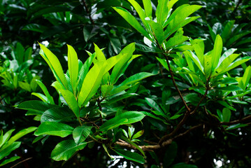 Dillenia indica, Dilleniaceae - India & West: as seen in a Botanical Garden at the University of Ibadan