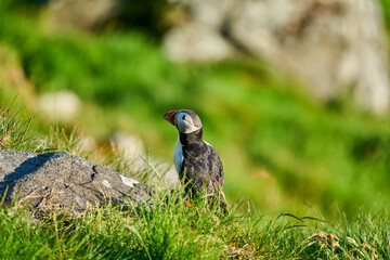 Cute and adorable Puffin, fratercula, on a cliff in Norway.