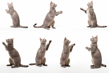 Gray cat with standing on hind legs in different poses.
