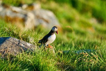 Cute and adorable Puffin, fratercula, on a cliff in Norway.