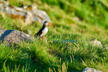 Cute and adorable Puffin, fratercula, on a cliff in Norway.