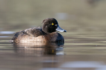 Low angle tufted duck