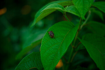 A tiny bug on a lush green flower