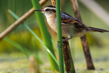 Wren like rushbird, in marsh environment, Patagonia, Argentina