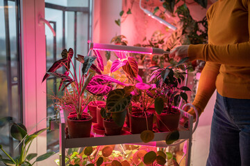 Woman installing phyto lamp at home to grow plants over houseplants in cold time. Purple light...