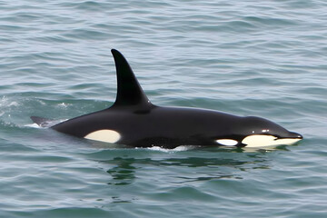 Naklejka premium Killer Whale, orcinus orca. Neural network AI generated art