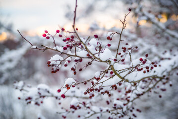 Czerwone owoce głogu (Crataegus L) na gałęzi drzewa, przysypane śniegiem, zima