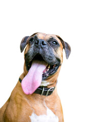 A purebred Boxer dog panting with a long tongue hanging out of its mouth