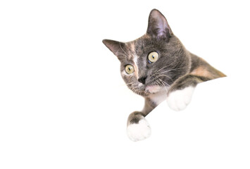 A Dilute Calico domestic shorthair cat peeking over a ledge