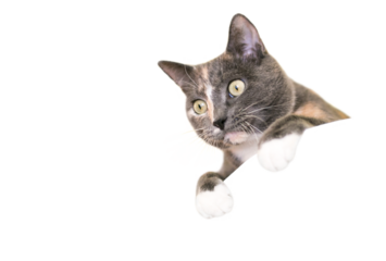 A Dilute Calico domestic shorthair cat peeking over a ledge