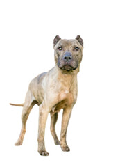 A brindle Presa Canario mixed breed dog with cropped ears