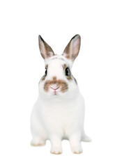 A cute young Dwarf pet rabbit on a transparent background