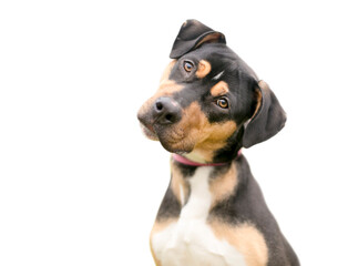 A tricolor mixed breed dog looking at the camera with a head tilt