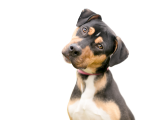 A tricolor mixed breed dog looking at the camera with a head tilt