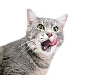 A gray tabby domestic shorthair cat licking its lips - Powered by Adobe