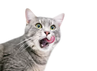 Foto op Plexiglas A gray tabby domestic shorthair cat licking its lips © Mary Swift
