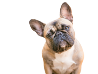 A cute fawn colored French Bulldog listening with a head tilt