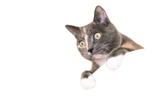 A Dilute Calico domestic shorthair cat peeking over a ledge