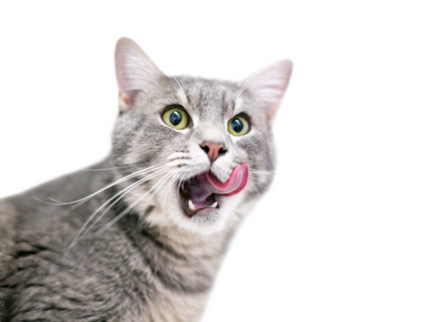 A gray tabby domestic shorthair cat licking its lips