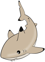 Cute blacktip reef shark, vector illustration, maldives shark