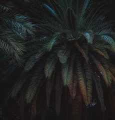 Badkamer foto achterwand palm tree in the night © Gabriel