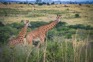 Giraffe on Kenya Safari 