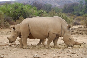 Rhinocéros en groupe dans leur milieu naturel