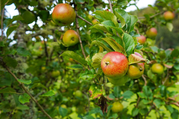 Fresh apples on a tree in an orchard
