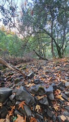 autumn in the forest