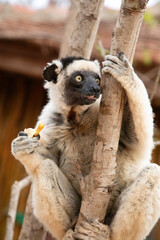 Verreaux's sifaka Madagascar. White sifaka with dark head.