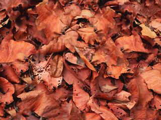 red orange color leaf plant botany flower symbol decoration ornament abstract art autumn background wallpaper texture pattern detail close up beautiful flora foliage detail season vibrant summer maple
