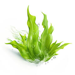 Seaweed kelp with green leaf. Green Seaweed isolated on a white background. - obrazy, fototapety, plakaty