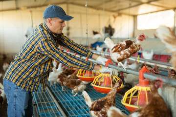 Skilled focused farmer working in henhouse of his fowl farm, setting up feeders for laying hens..