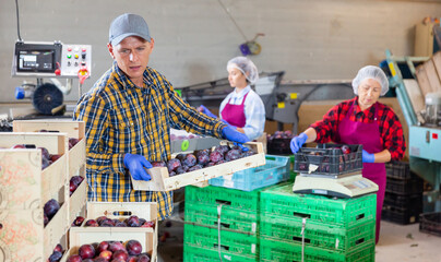 Man working on sorting line at fruit warehouse, stacking boxes with selected plums..